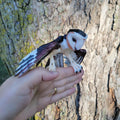 Barn Owl