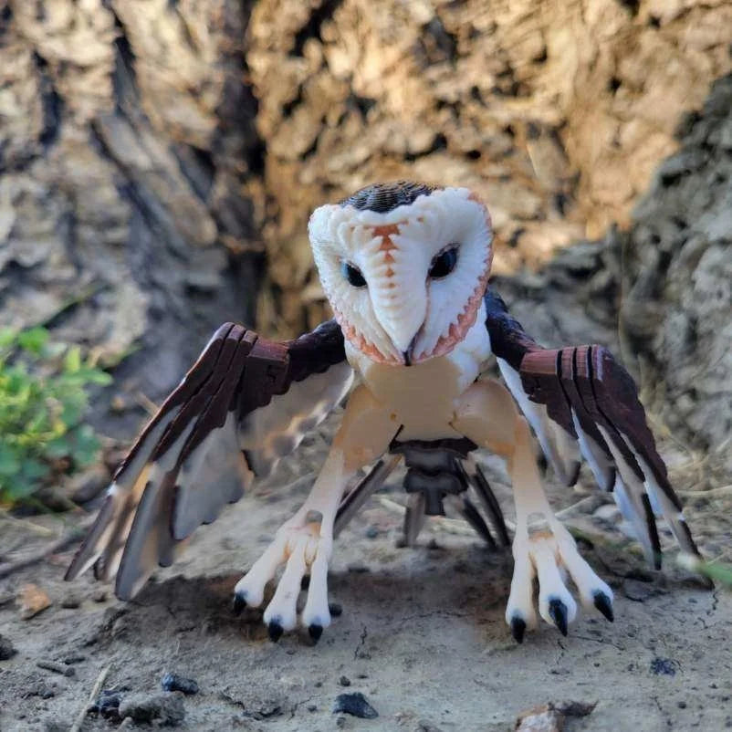 Barn Owl